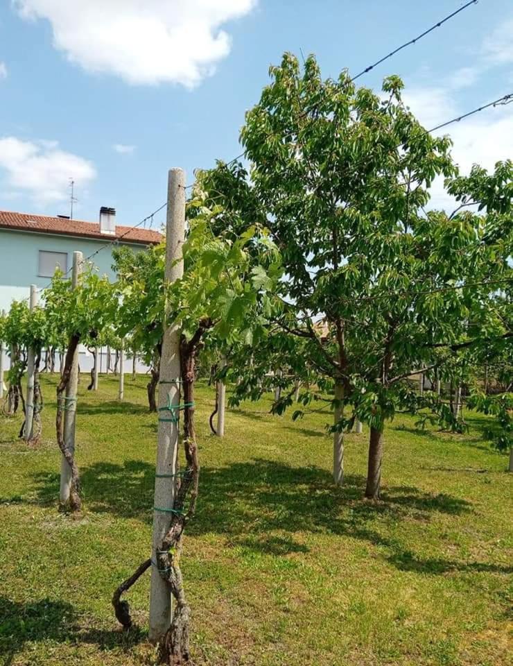 Bed and Breakfast La Cjase Di Pieri E Vilme Údine Exterior foto
